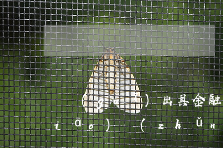 違規(guī)出具金融票證罪立案標(biāo)準(zhǔn)_2021違規(guī)出具金融票證罪量刑標(biāo)準(zhǔn)和認(rèn)定構(gòu)成要件