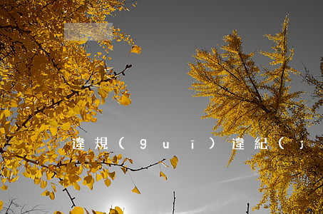 違規(guī)違紀(jì)行為處置