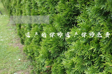遗产的律师(遗产律师免费咨询)