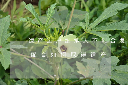 遗产过户继承人不配合怎么办(其他继承人不配合如何取得遗产)