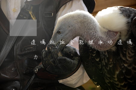 遗嘱抚恤金能继承吗(遗嘱对抚恤金有法律效力)