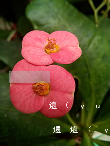 遠(yuǎn)嫁男人負(fù)債無力償還 遠(yuǎn)嫁好不好,但男的有錢