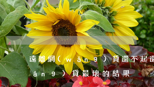 遠離網(wǎng)貸還不起(還不起網(wǎng)貸最壞的結果)