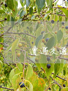 遭遇交通事故可以“擇富”索賠!