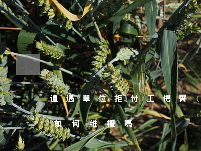 遭遇單位拒付工傷醫(yī)療費,你知道該如何維權嗎