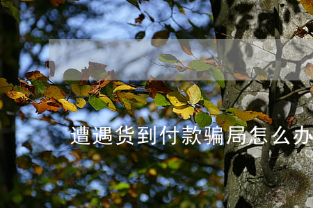 遭遇货到付款骗局怎么办