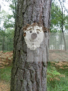 遵義市律師(遵義市律師協(xié)會)