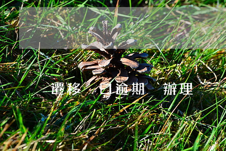 遷移戶口逾期沒辦理