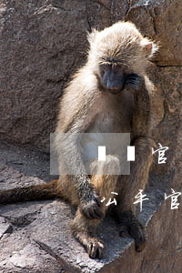 遺囑官司律師費(fèi)打輸方付(遺囑不公平官司怎么打)