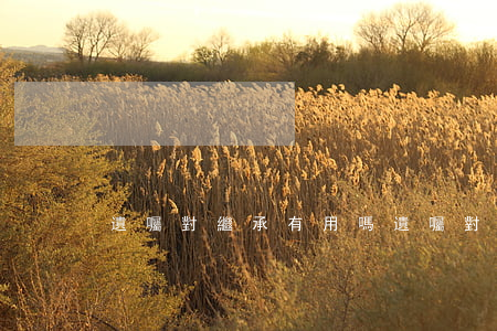 遺囑對繼承有用嗎(遺囑對繼承有用嗎)