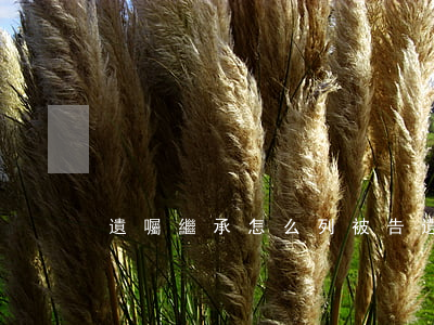 遺囑繼承怎么列被告(遺囑繼承訴訟誰是被告)