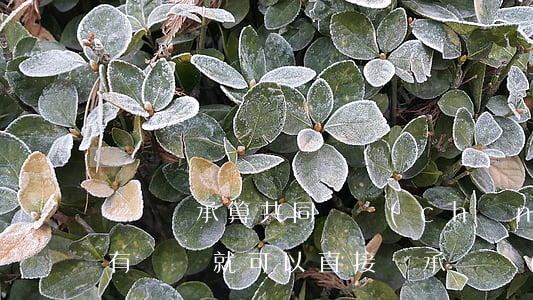 遺囑繼承算共同財產(chǎn)嗎(是不是有遺囑就可以直接繼承財產(chǎn))