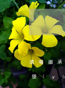 遺囑繼承順序是什么(遺囑繼承和法定繼承的優(yōu)先順序)