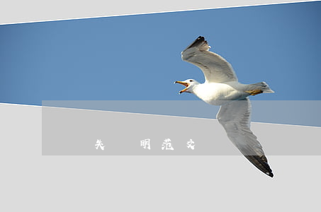 遺失證明范文