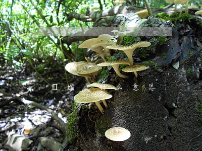 遺孀是什么意思