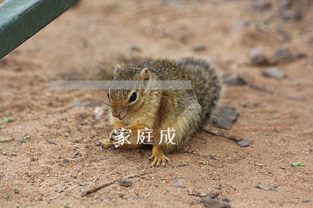 遺棄家庭成員