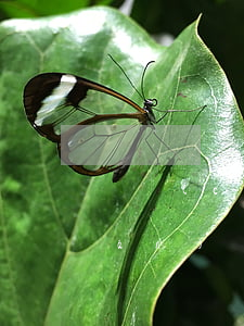 遺產(chǎn)公讓過還需要轉(zhuǎn)繼承公證嗎