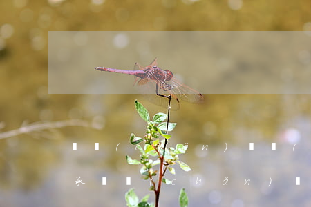 遺產(chǎn)幾個(gè)兒子怎么繼承(遺產(chǎn)繼承孫子有沒(méi)有繼承權(quán))