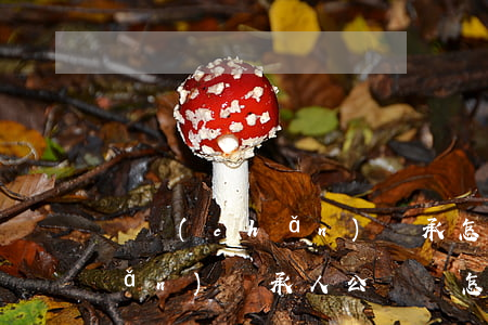 遺產(chǎn)繼承怎么公證(遺產(chǎn)繼承人公證書怎么辦理)