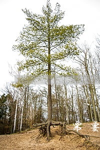 遺產(chǎn)繼承房產(chǎn)過戶需要交稅嗎(遺產(chǎn)繼承交不交房產(chǎn)稅)