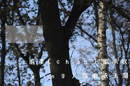 遺產(chǎn)繼承收條具有法律效應(yīng)嗎(繼承法關(guān)于遺產(chǎn)繼承的法條)