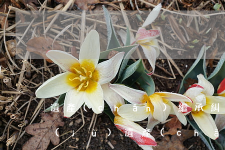 遺產(chǎn)繼承糾紛律師要我查證據(jù)(遺產(chǎn)糾紛免費(fèi)律師咨詢)