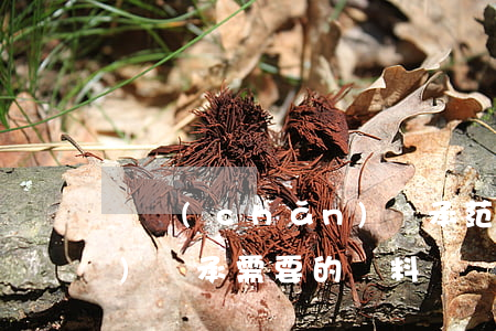 遺產(chǎn)繼承范本(遺產(chǎn)繼承需要的資料)