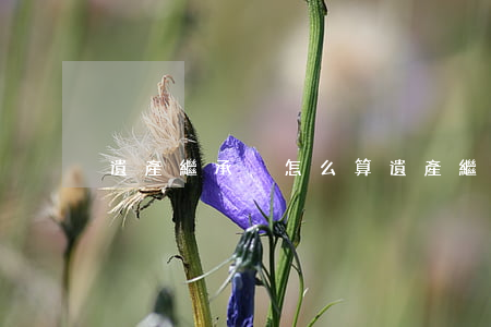 遺產繼承稅怎么算(遺產繼承稅是多少)