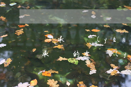 遺產繼承與贍養(yǎng)的關系(子女不繼承遺產的有贍養(yǎng)義務么)