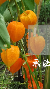 遺贈遺囑法定繼承法律效力(遺贈遺囑法定繼承法律效力)