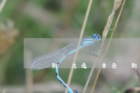 遼寧朝陽交通違章查詢(朝陽市違章查詢)