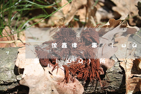 遼寧沈鑫律師事務(wù)所(遼寧沈鑫律師事務(wù)所)