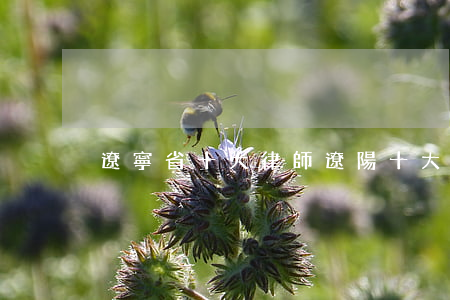 遼寧省十大律師(遼陽十大名律師電話)