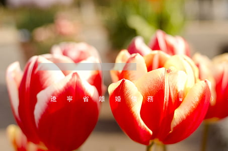 遼寧省離婚債務(wù)律師(遼中離婚律師)