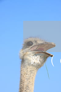 邀請(qǐng)招標(biāo)的條件