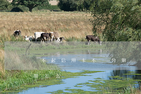 還不起信用卡不讓分期(還不起信用卡不讓分期怎么辦)