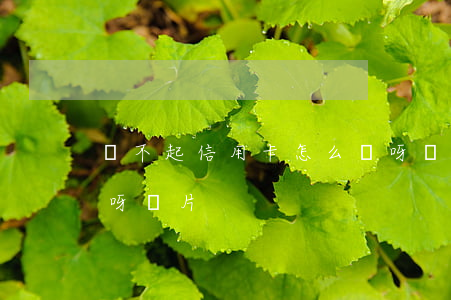 還不起信用卡怎么辦呀(還不起信用卡怎么辦呀圖片)