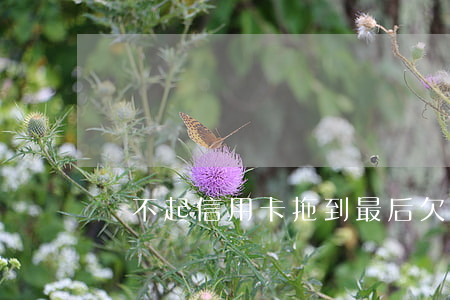 還不起信用卡拖到最后(欠信用卡還不起了)