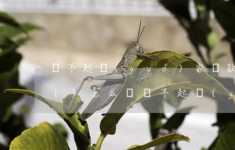 還不起國(guó)家貸款的后果會(huì)怎么樣（還不起國(guó)家貸款的后果）