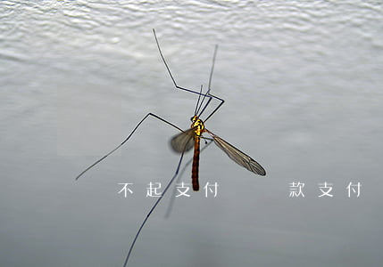 還不起支付寶貸款(支付寶貸款還不上會坐牢嗎)