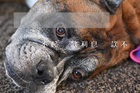 還不起貸款利息 貸款不還利息怎么算