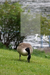 還不起貸款抵債(還不起貸款抵債怎么辦)