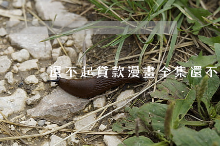 還不起貸款漫畫全集(還不起貸款要坐牢嗎)