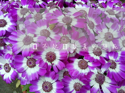 還不起貸款真的想死了(還不起貸款要坐牢嗎)