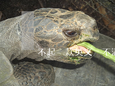 還不起貸款英文(還不清債務(wù)英文)