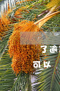 還了逾期還能用花唄嗎(花唄逾期還了以后還可以繼續(xù)使用嗎)