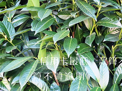 還信用卡最低還款算不算逾期(還了最低還款算不算逾期)
