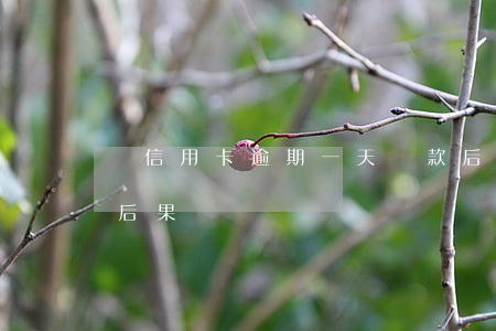 還信用卡逾期一天還款后果(逾期一天還款的后果)