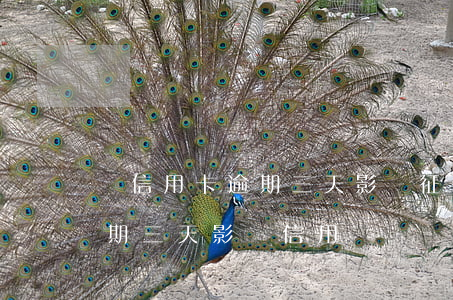 還信用卡逾期三天影響征信嗎（交通信用卡逾期三天影響信用嗎）