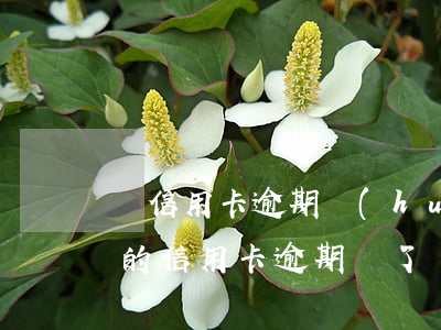 還信用卡逾期會(huì)有什么后果（之前的信用卡逾期還了會(huì)怎么樣）